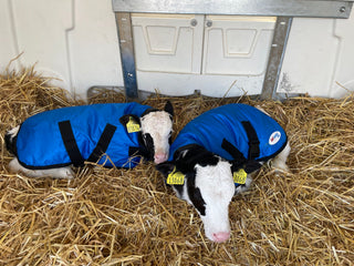 Calf-Comfort Calf Jacket (Medium)