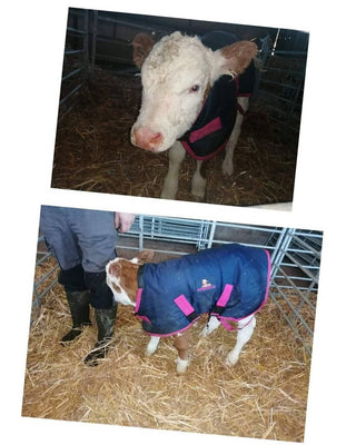 Premium Calf Jacket