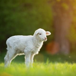 Lambing
